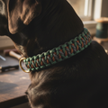 Dog wearing a Cobra knot handmade paracord collar by Knotted by Dad