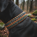 Dog wearing a King Cobra knot handmade paracord collar by Knotted by Dad